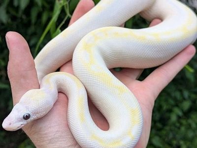 Gorgeous Female Bamboo Mojave Ball Python