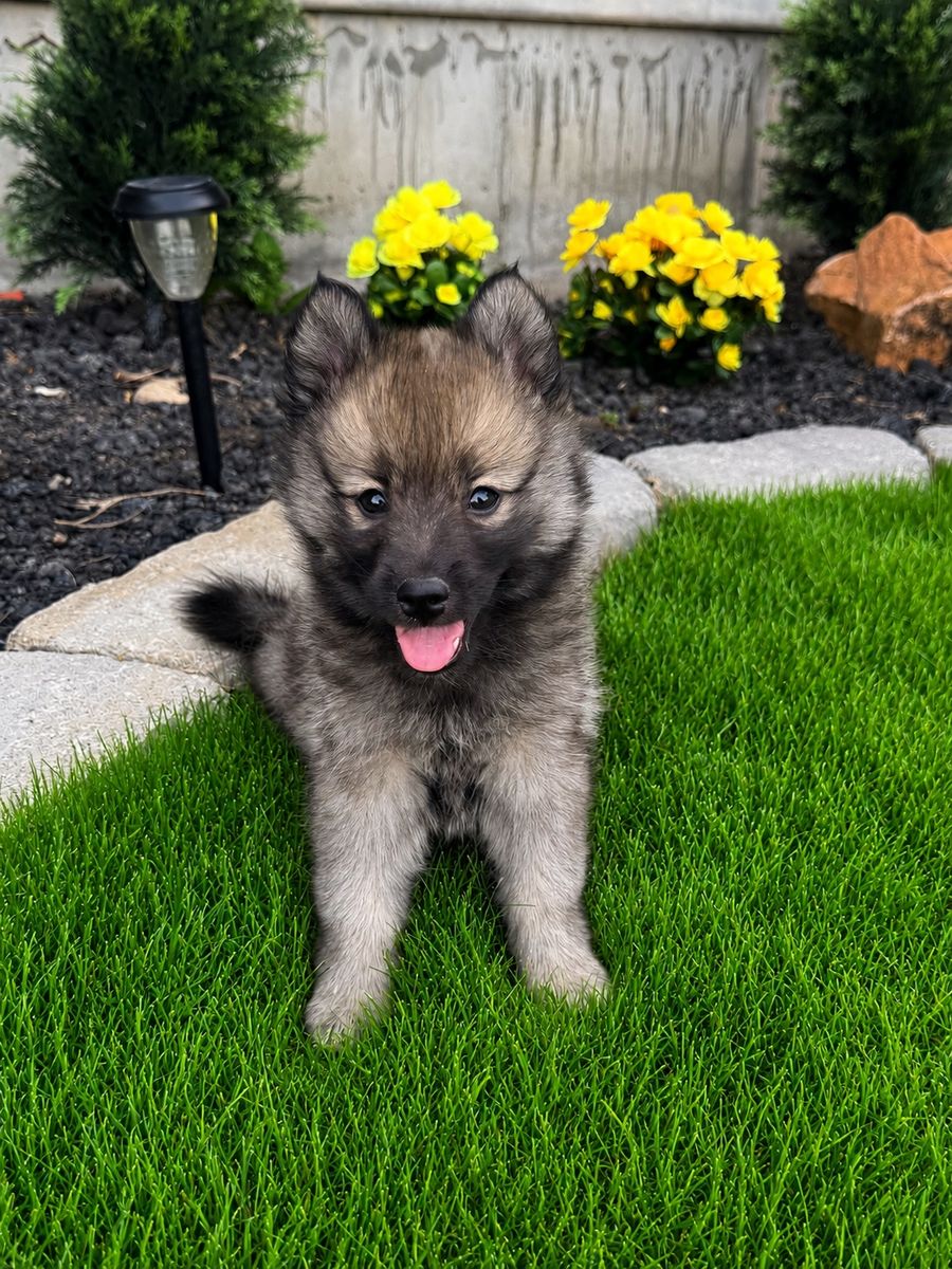 Pomsky Puppies