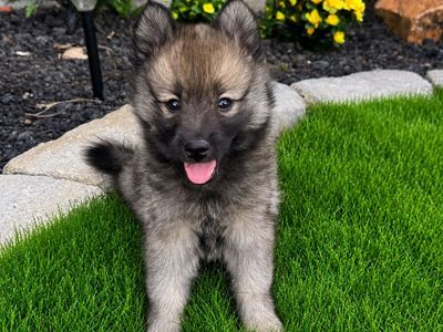 Pomsky Puppies