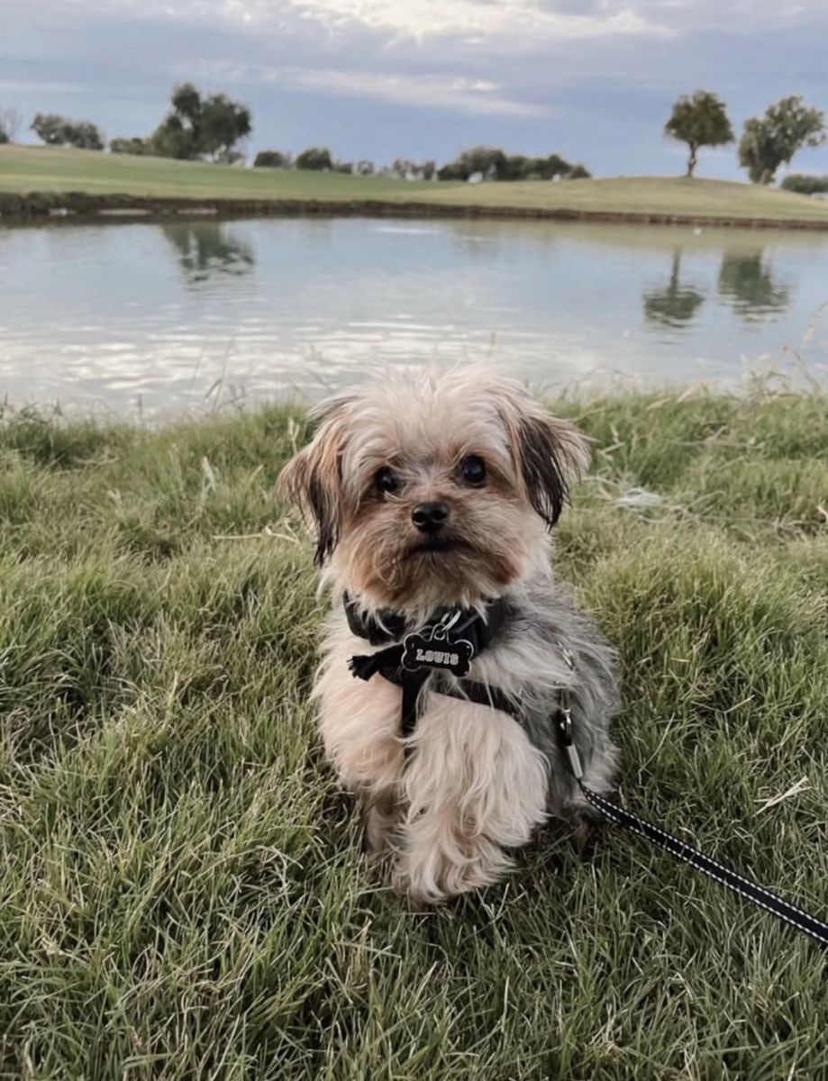 Louis - Yorkie Poodle