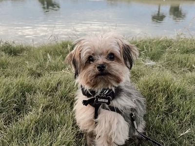 Louis - Yorkie Poodle