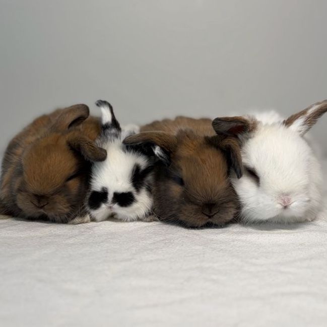Holland Lop Bucks