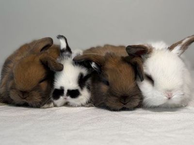 Holland Lop Bucks