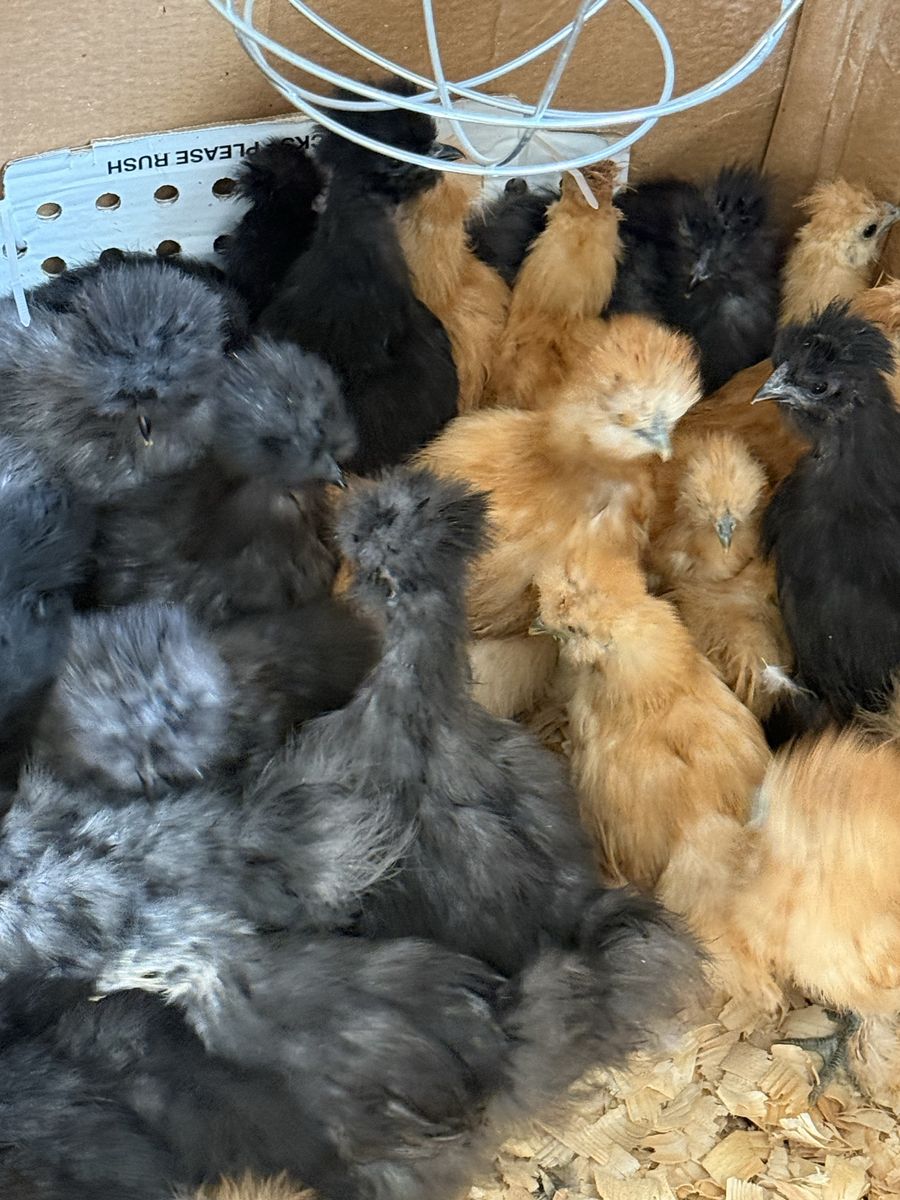 Buff Silkies 12 weeks old