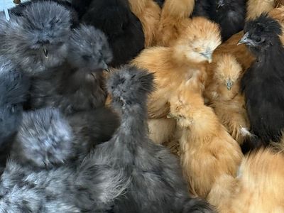 Buff Silkies 12 weeks old