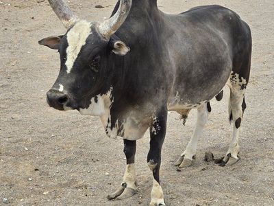 ****PRICE REDUCED***Mini Zebu cattle