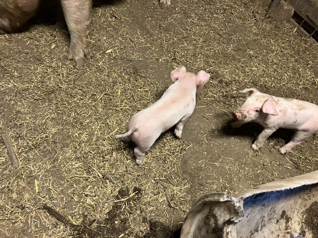 Weaner Pigs