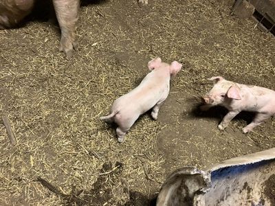 Weaner Pigs