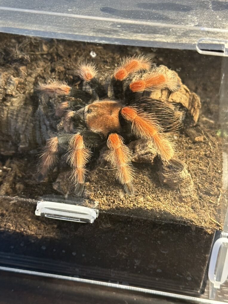 Tarantula Collection