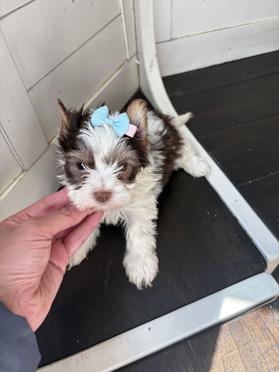 Yorkies puppies