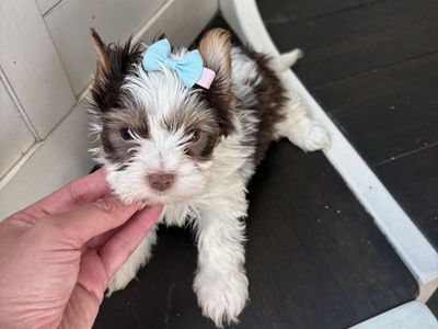 Yorkies puppies