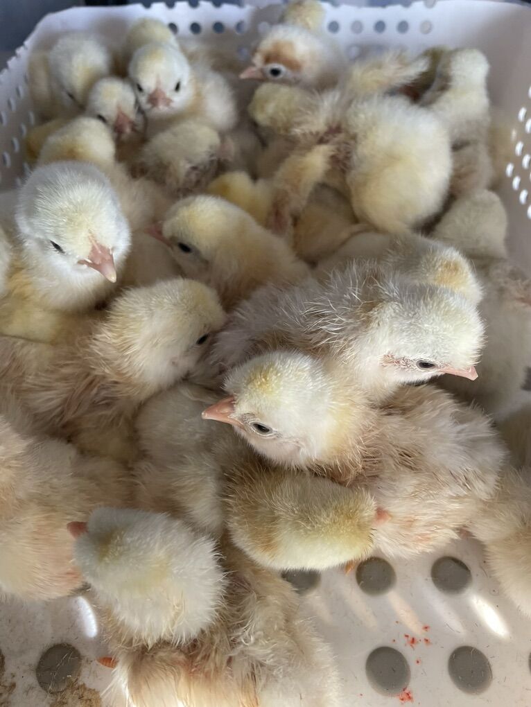 Newly Hatched Schijndelaar Chicks