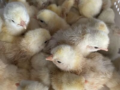 Newly Hatched Schijndelaar Chicks