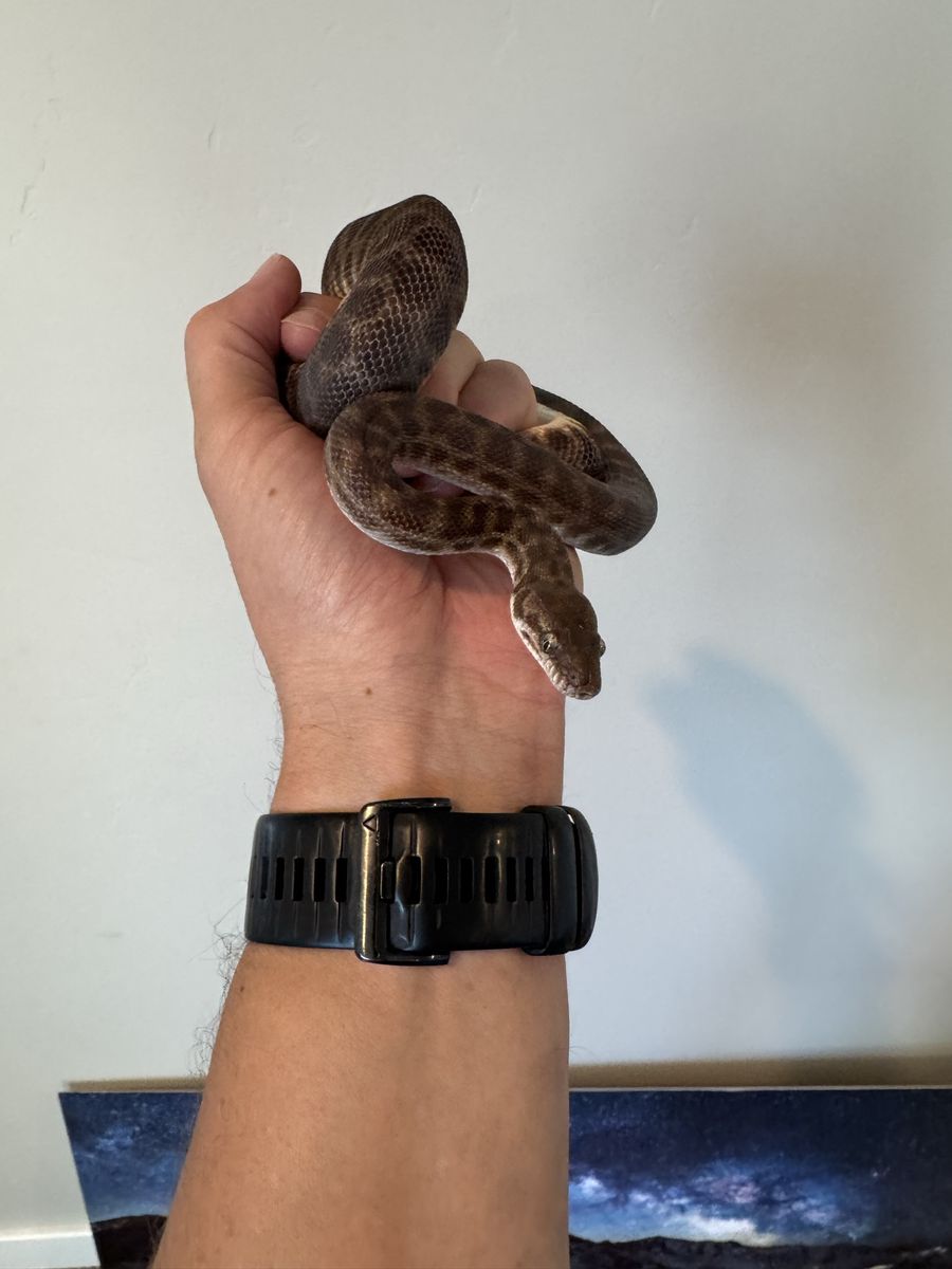 Female Stimson’s Python