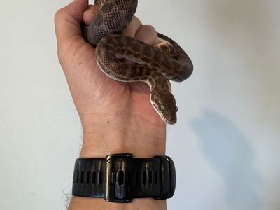 Female Stimson’s Python
