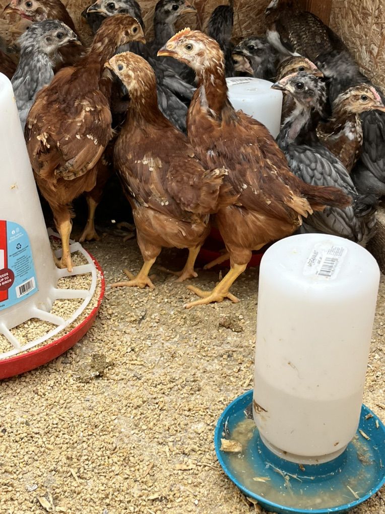 Pullets Chickens 6 Weeks Old