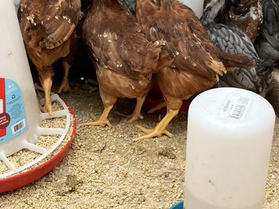 Pullets Chickens 6 Weeks Old