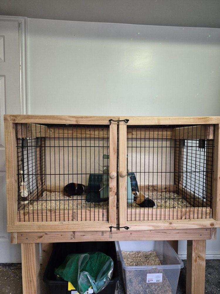 Guinea pigs
