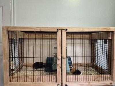 Guinea pigs