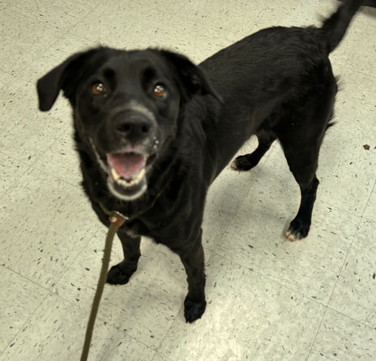 A145336 Riskee is Available for Adoption!
