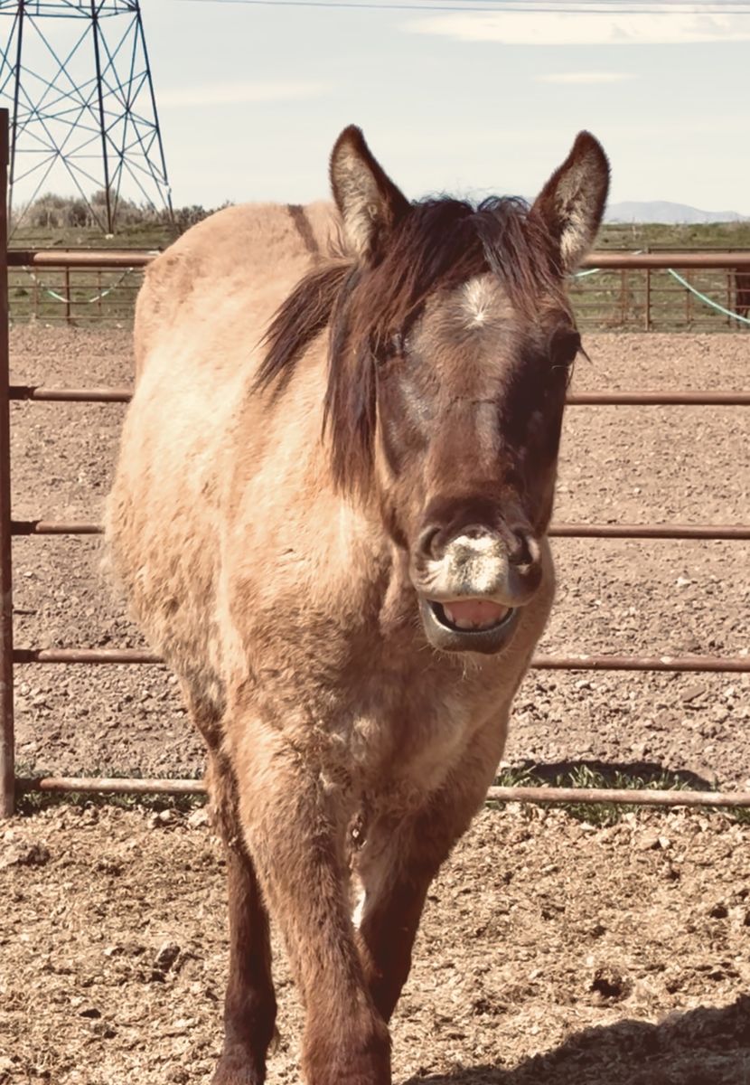 Yearling Grulla Filly