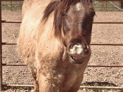 Yearling Grulla Filly