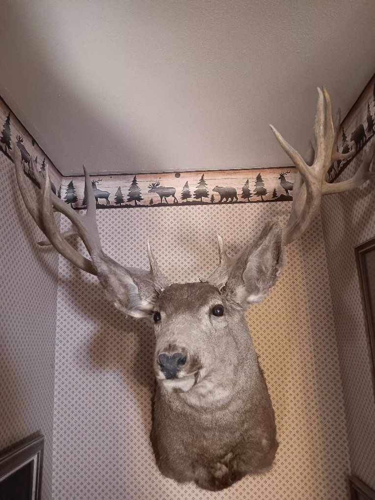 big buck