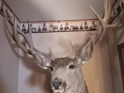 big buck