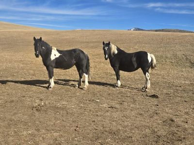 spotted draft mares
