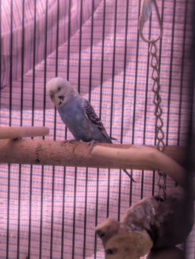 blue parakeet