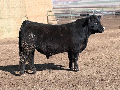 Top Hat Simmental and Angus Bulls for Sale