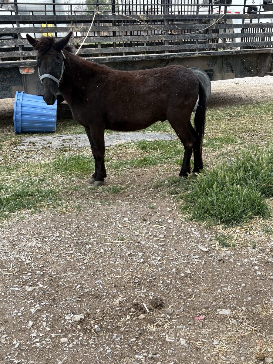 Mini Mule