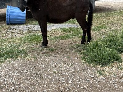 Mini Mule