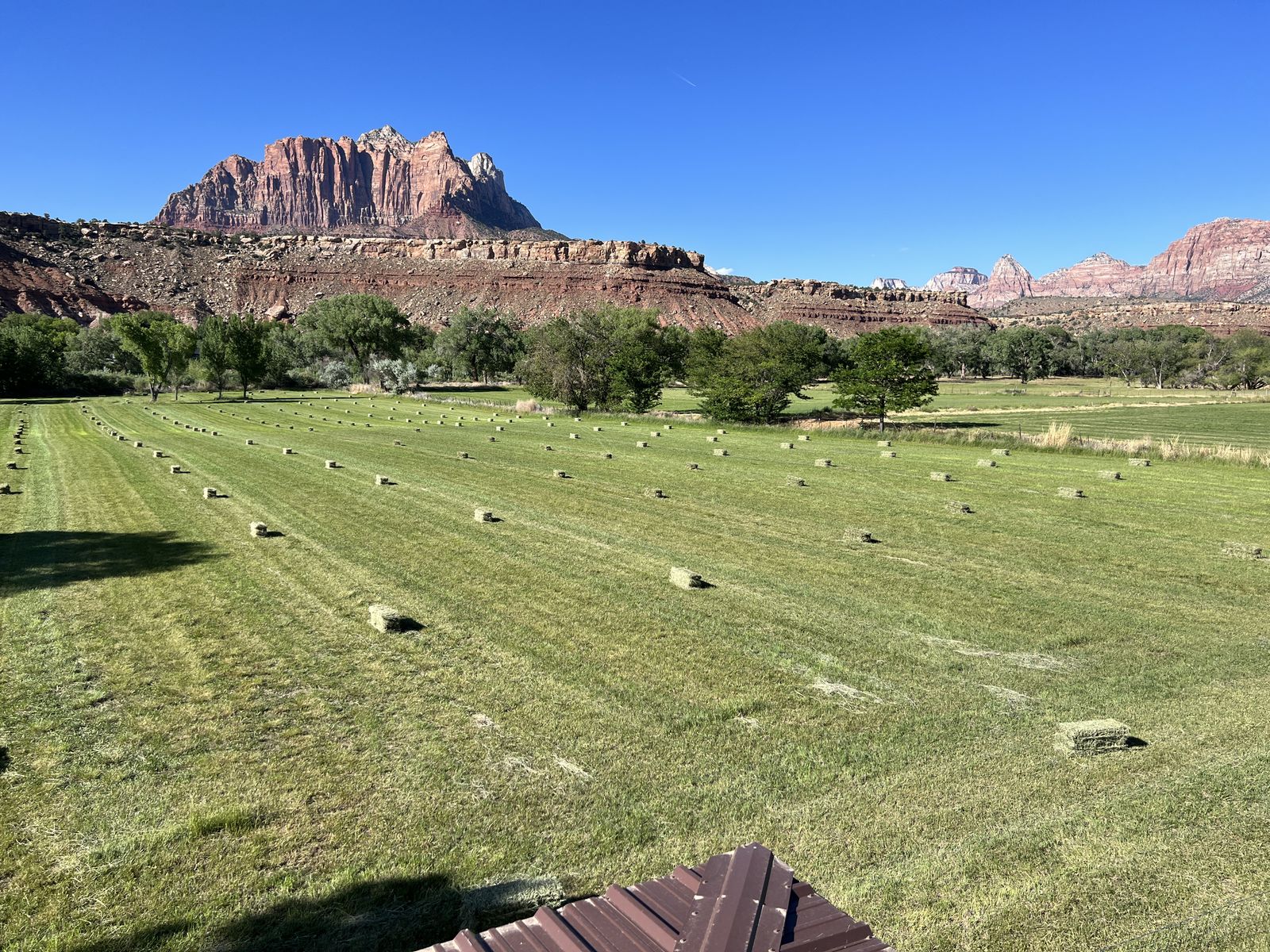 Grass Hay
