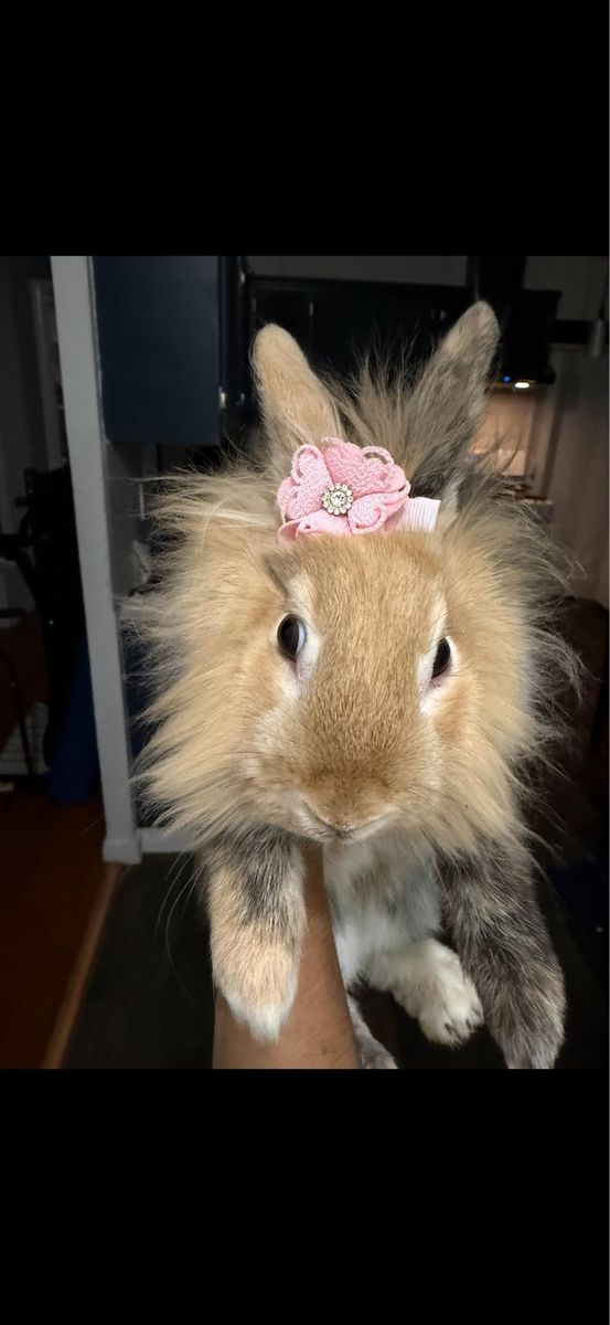 Lion head Bunny