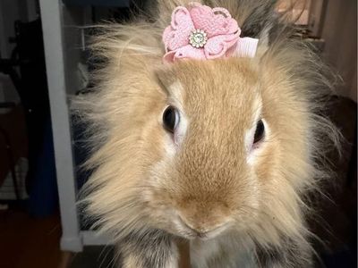 Lion head Bunny