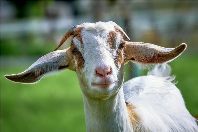 Goat Hay