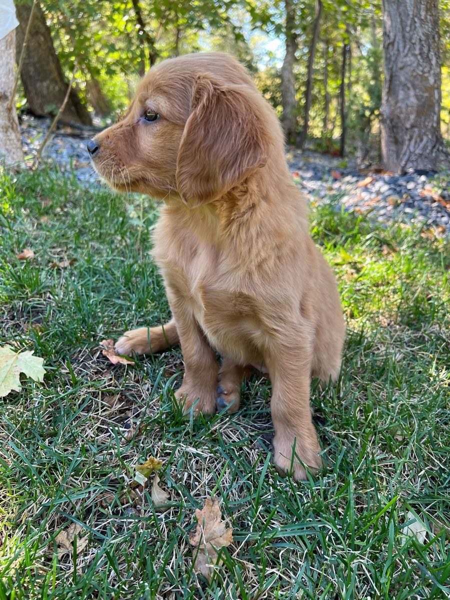 AKC golden retriever puppies