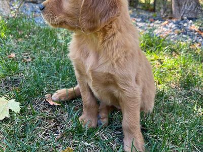 AKC golden retriever puppies