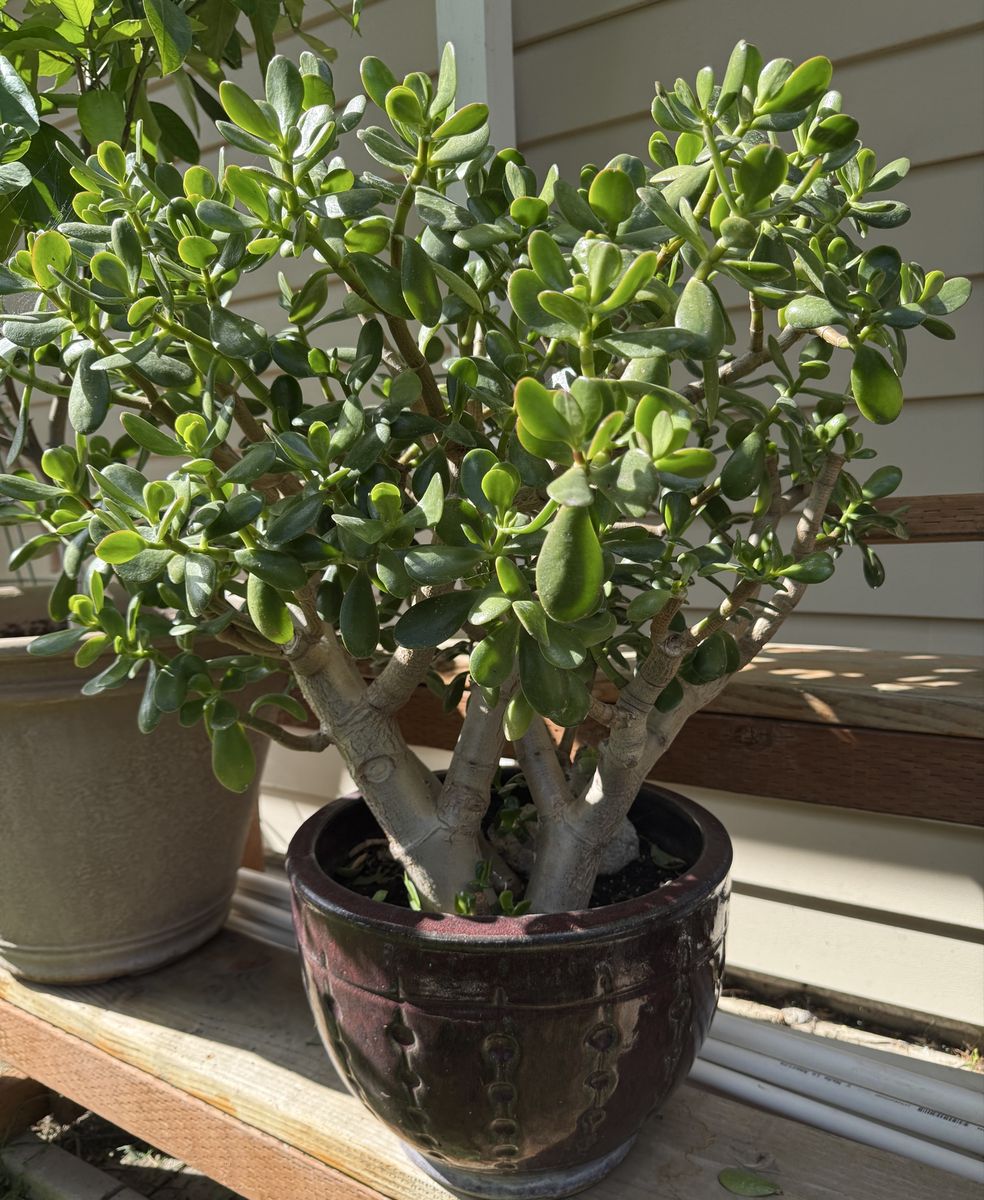 Healthy Jade Plant in Ceramic Pot - Beautiful Green Succulent for Home or Office