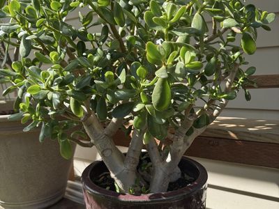 Healthy Jade Plant in Ceramic Pot - Beautiful Green Succulent for Home or Office