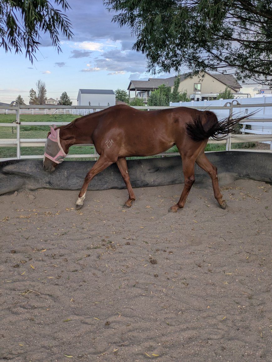 2021 AQHA Sorrel Mare