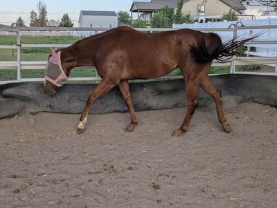 2021 AQHA Sorrel Mare