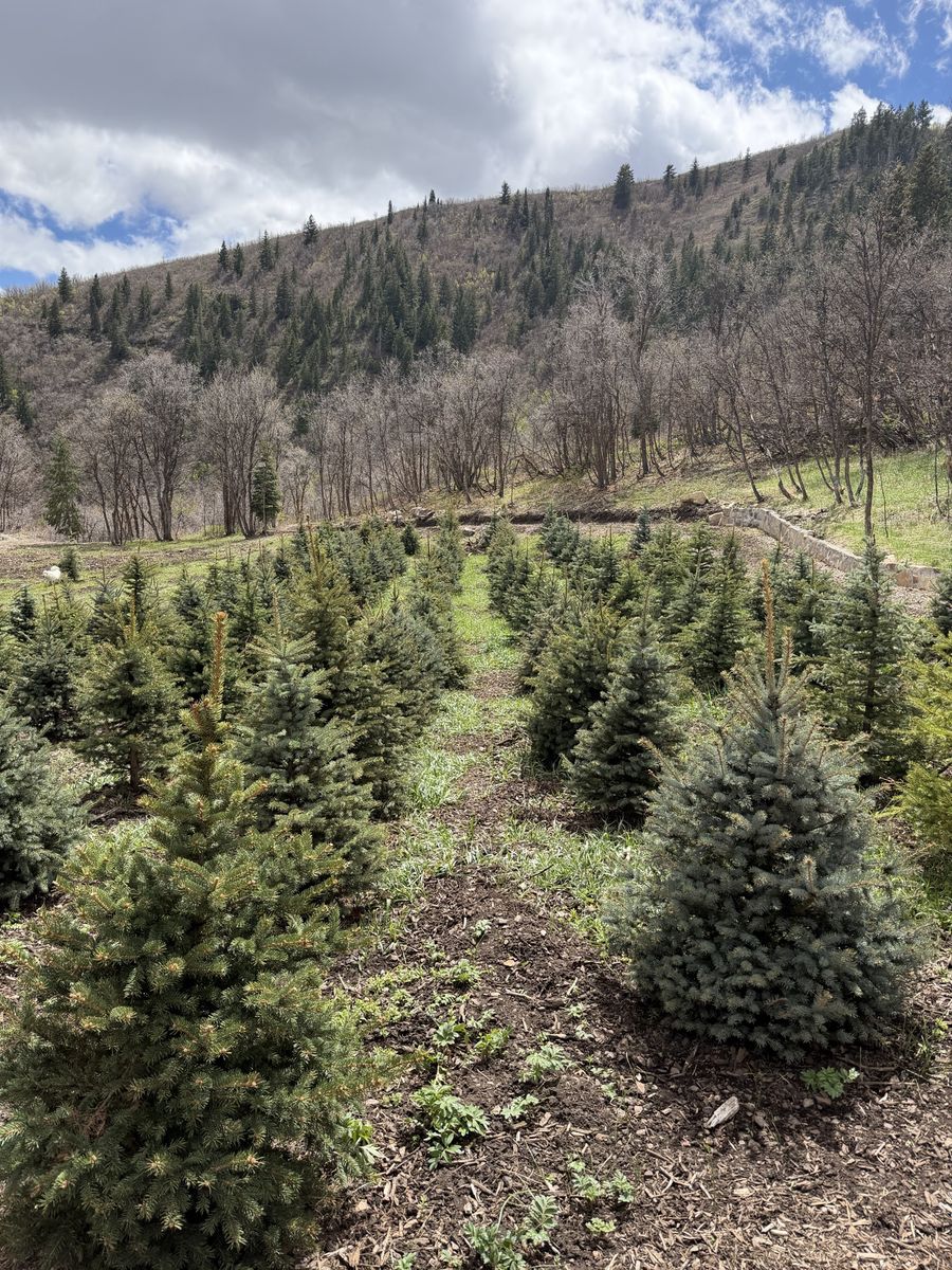 6-8 Foot Colorado Blue Spruce Evergreen Pine Trees