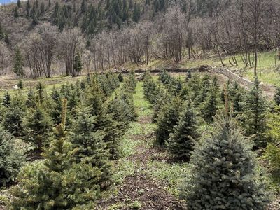 6-8 Foot Colorado Blue Spruce Evergreen Pine Trees