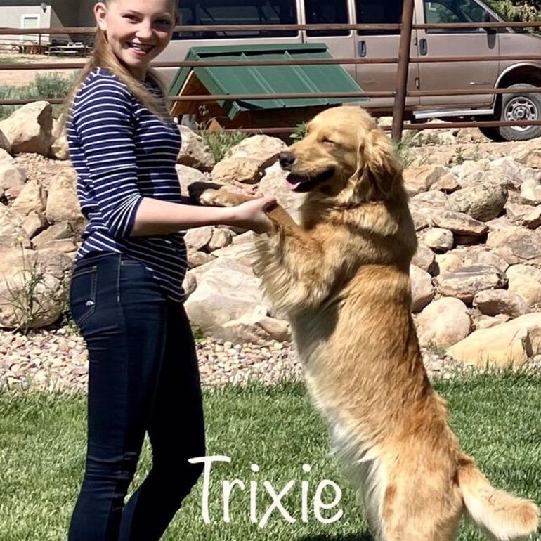 AKC Red & Golden Retrievers Genetic Tested Ready Aug 8th