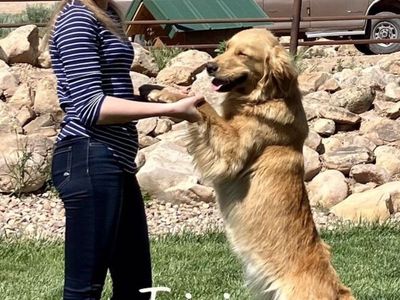 AKC Red & Golden Retrievers Genetic Tested Ready Aug 8th