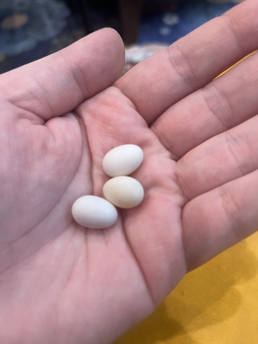 3 fertilized Zebra finch eggs