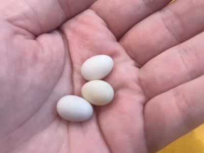 3 fertilized Zebra finch eggs