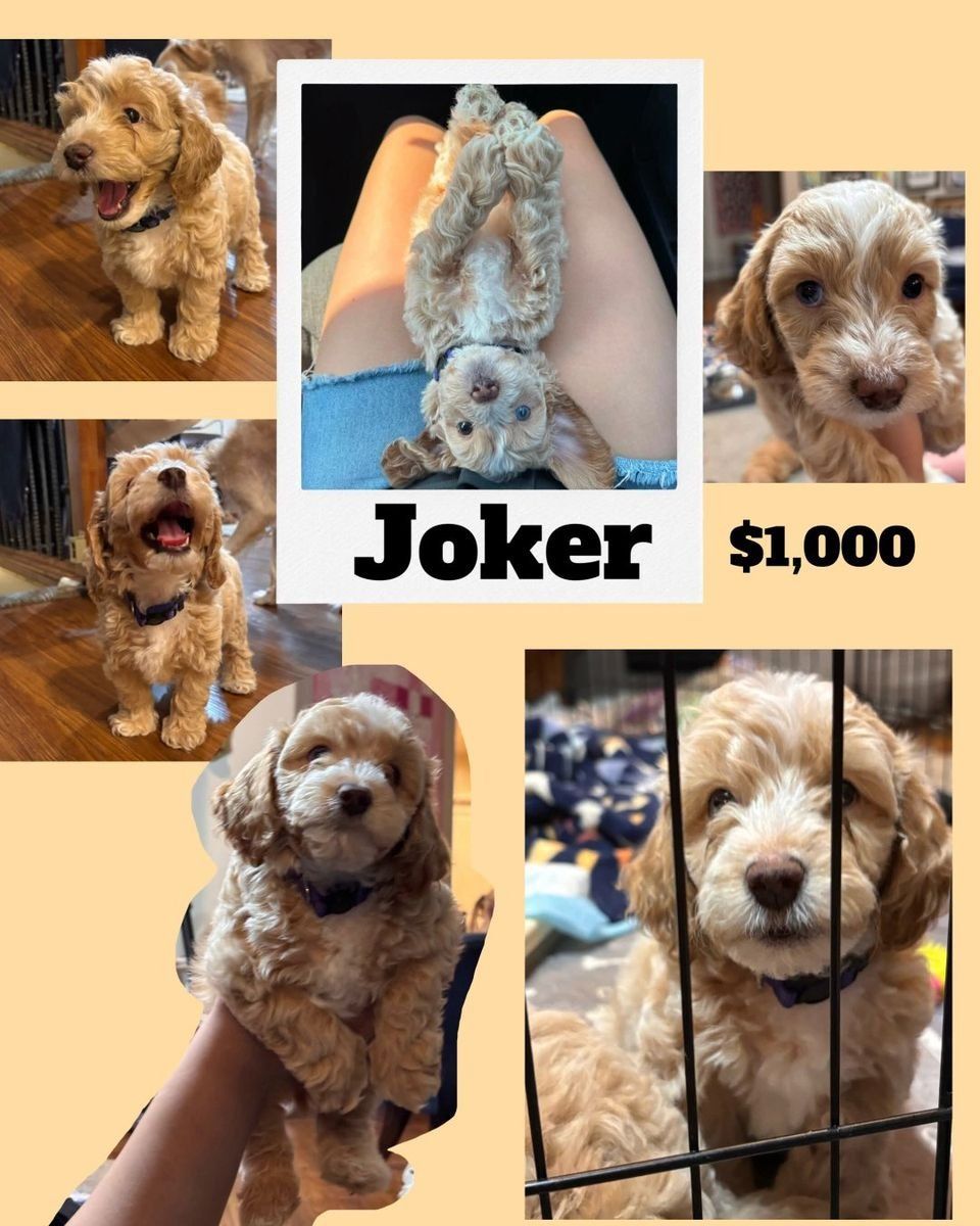 Adorable Aussiedoodle Puppy: Joker - Ready for his Forever Home